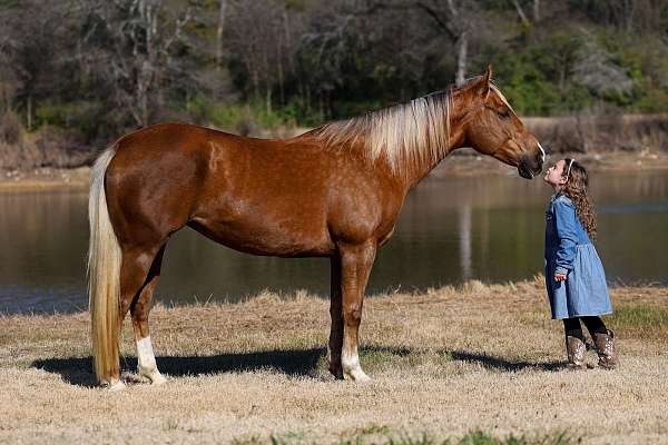 all-around-quarter-horse
