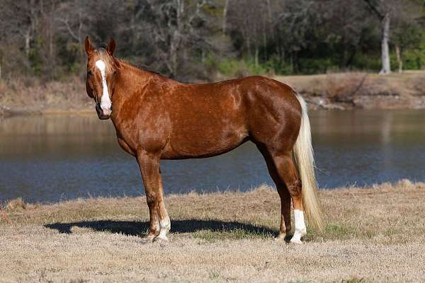 athletic-quarter-horse
