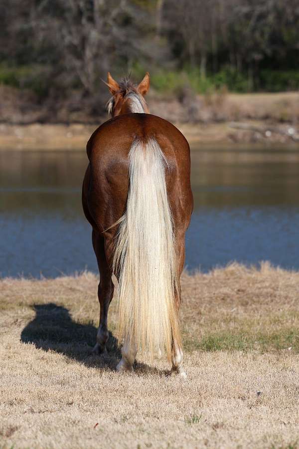 calf-roping-quarter-horse