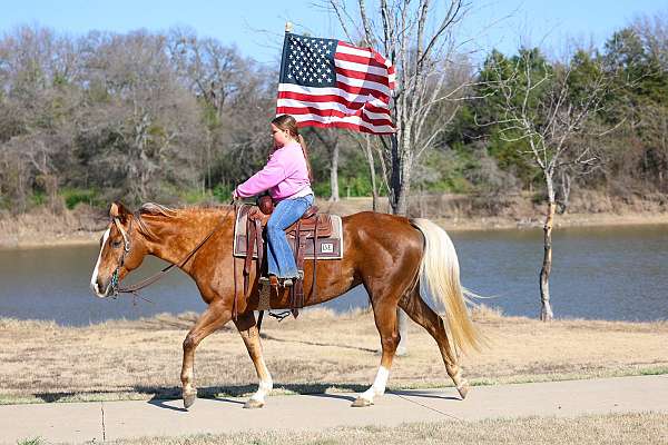 dappled-quarter-horse