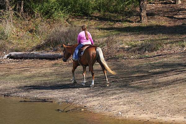 endurance-quarter-horse