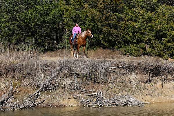 experienced-quarter-horse