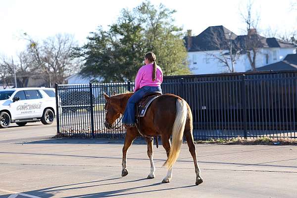 kid-safe-quarter-horse