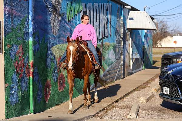 parade-quarter-horse