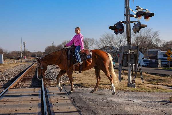 performance-quarter-horse