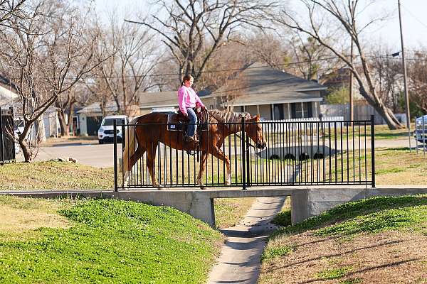 ranch-quarter-horse