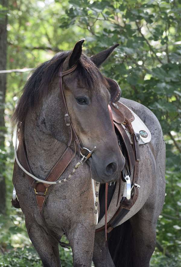 show-jumpin-friesian-horse
