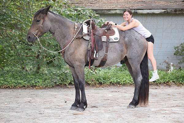 show-jumpin-gelding