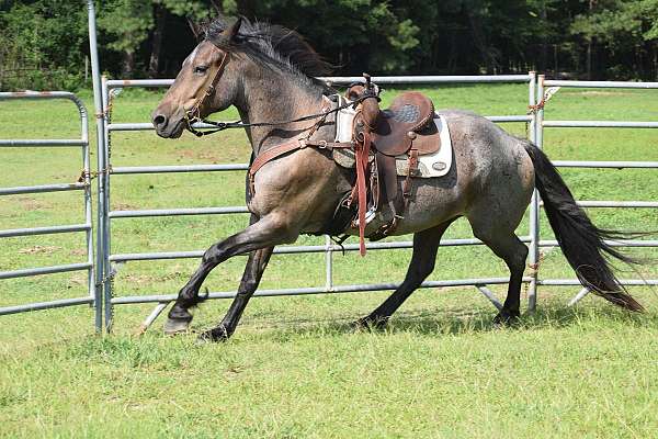 all-around-friesian-horse