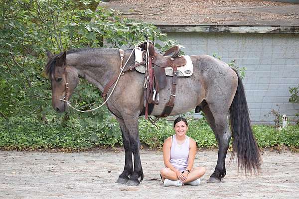 blue-roan-show-jumpin-horse