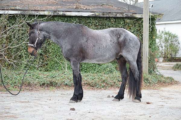 beginner-friesian-horse