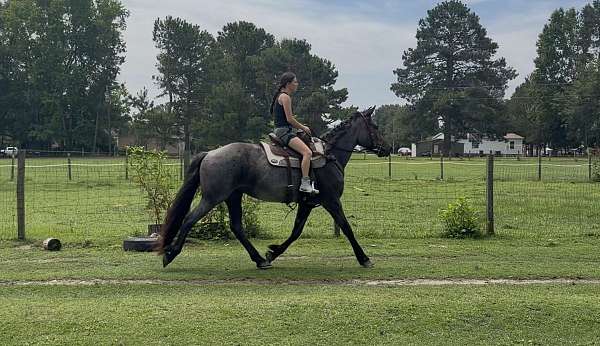 cross-friesian-horse