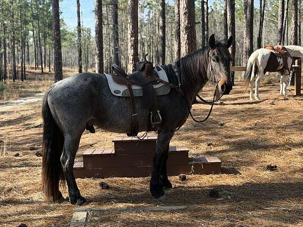 draft-friesian-horse