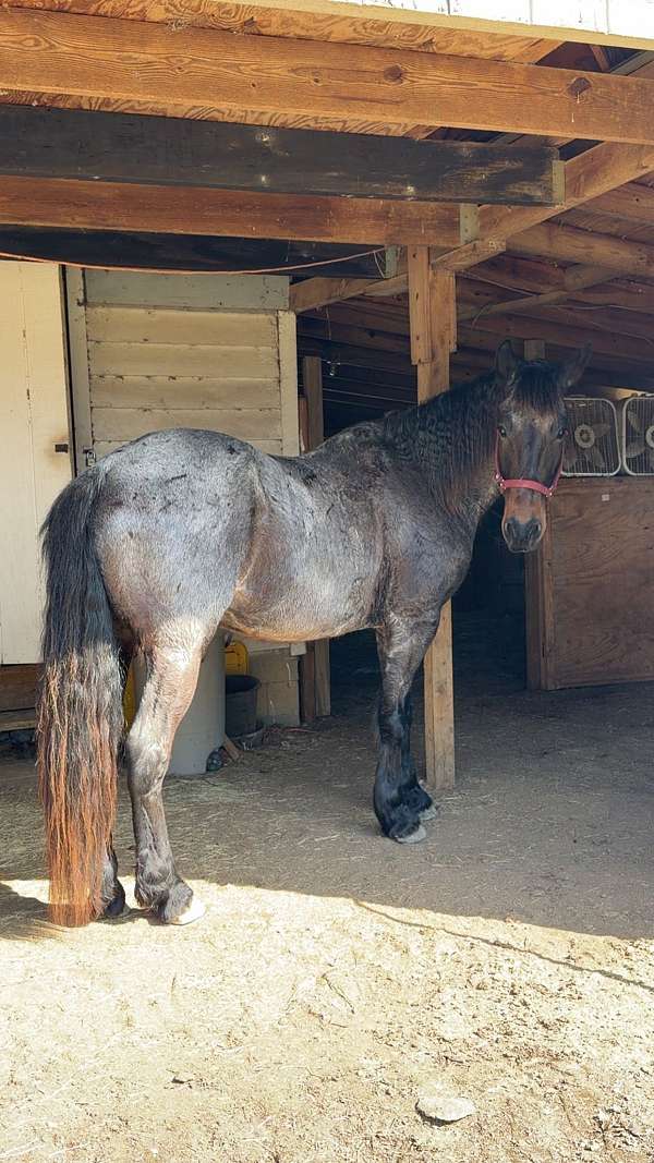 eventing-friesian-horse