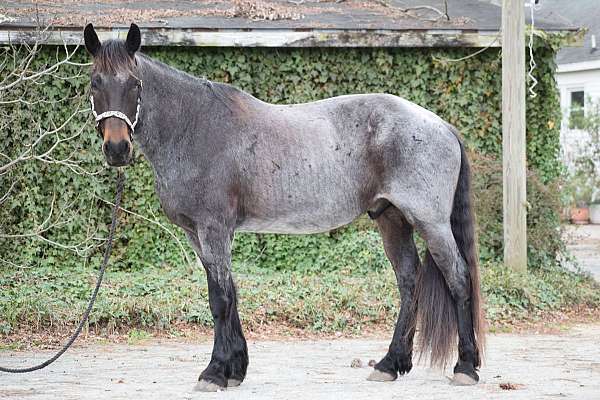 english-pleasure-friesian-horse