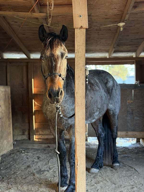 field-hunter-friesian-horse