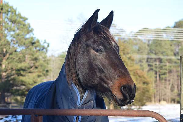flashy-friesian-horse