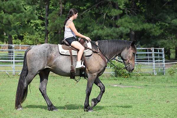 horsemanship-friesian-horse