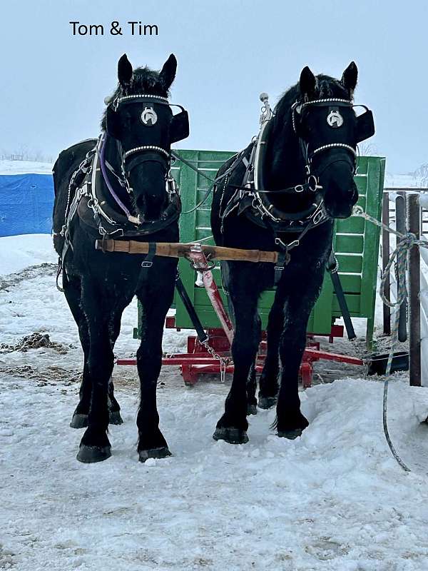 draft-team-percheron-horse