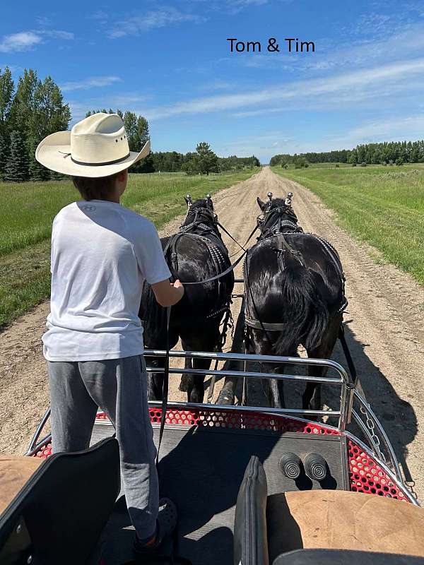 working-team-percheron-horse