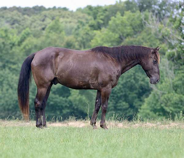 all-around-quarter-horse
