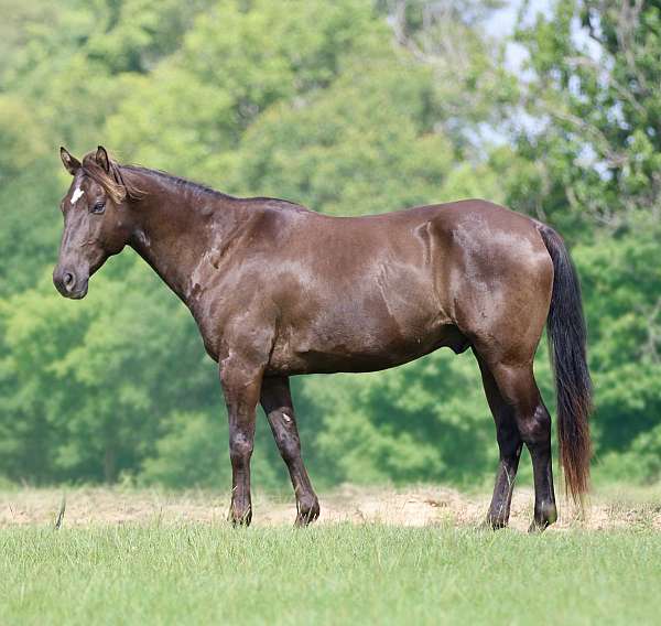 athletic-quarter-horse