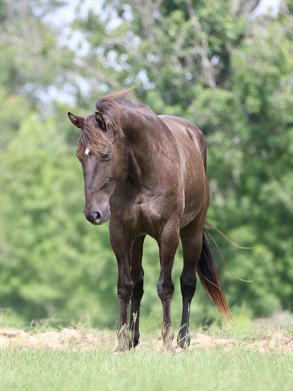 beginner-quarter-horse