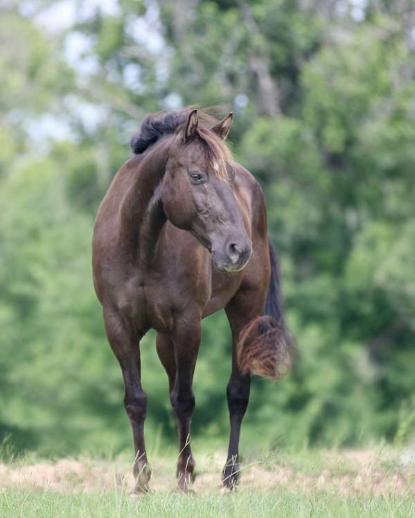 calf-roping-quarter-horse
