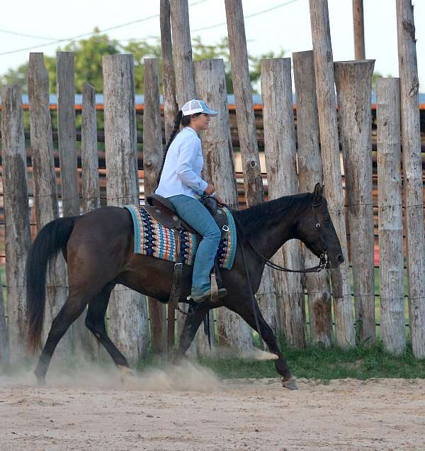 endurance-quarter-horse