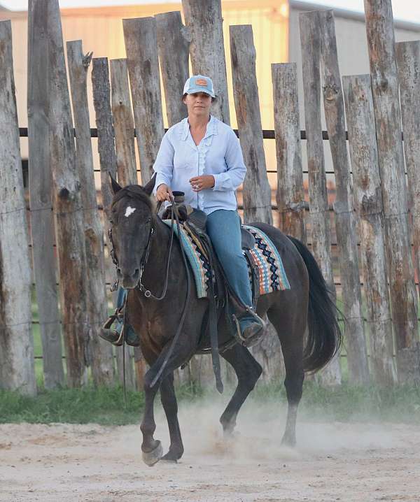 equitation-quarter-horse