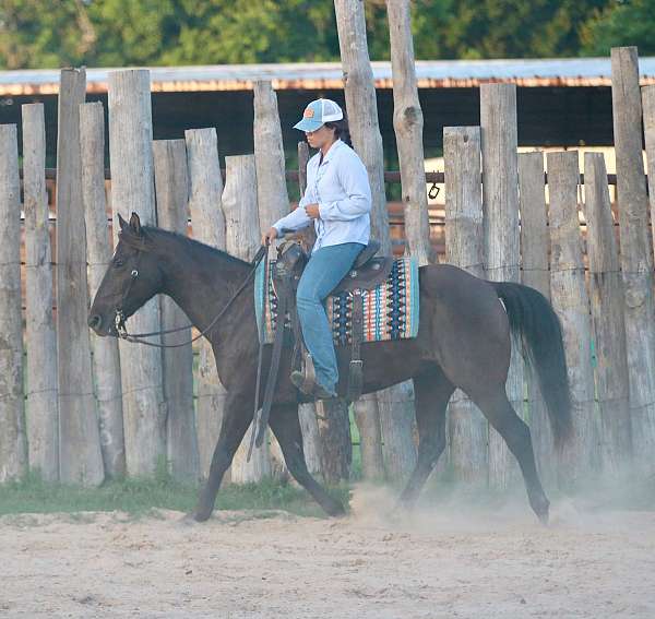 english-pleasure-quarter-horse