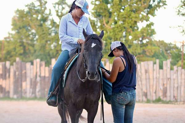 experienced-quarter-horse