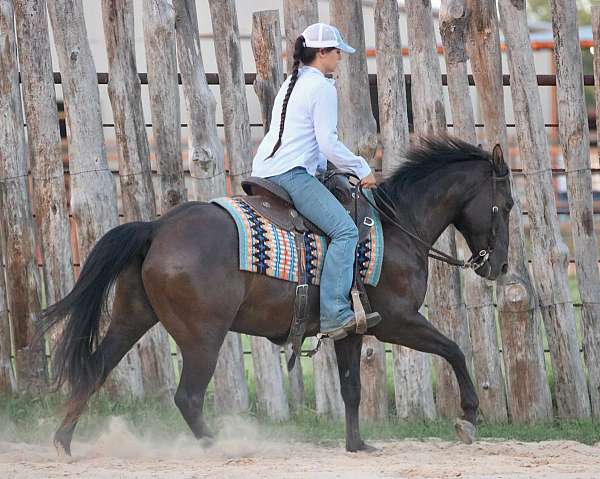 flashy-quarter-horse