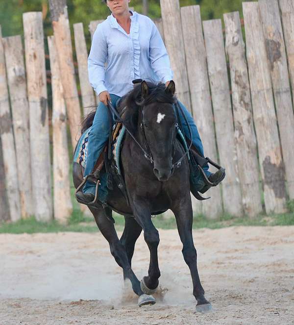hunt-seat-equitation-quarter-horse