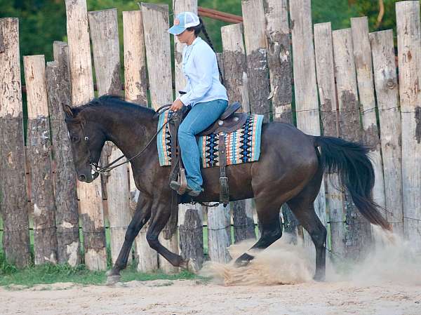 hunter-quarter-horse
