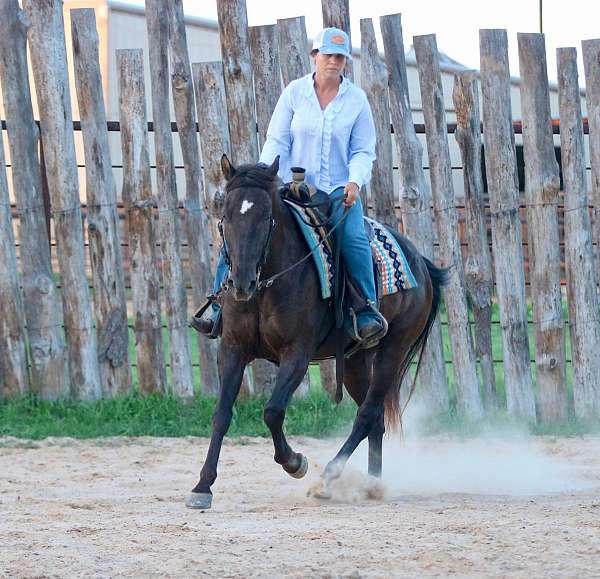 hunter-under-saddle-quarter-horse