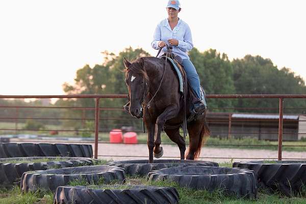 husband-safe-quarter-horse
