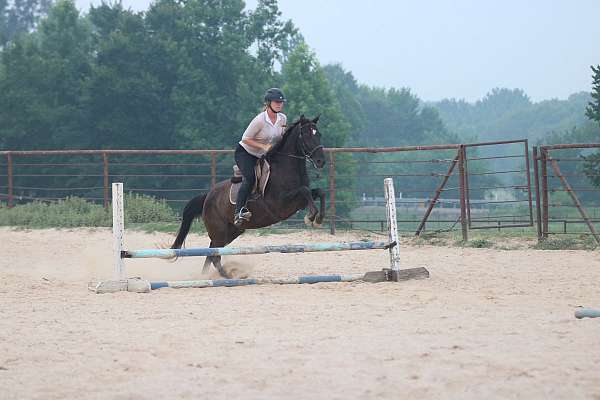 ranch-quarter-horse