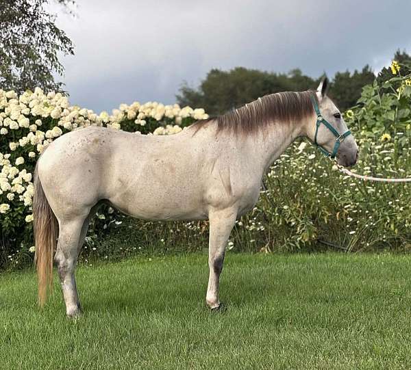 all-around-quarter-horse
