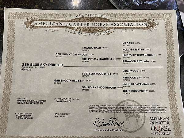 athletic-quarter-horse