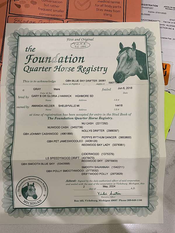 beginner-quarter-horse