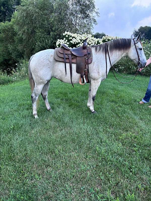 endurance-quarter-horse