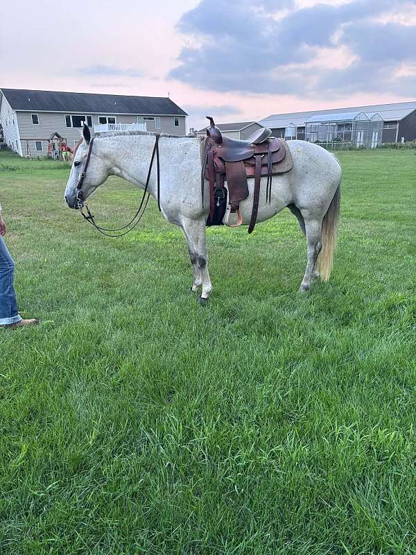 english-pleasure-quarter-horse