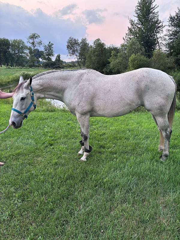 equitation-quarter-horse