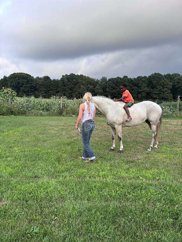 experienced-quarter-horse