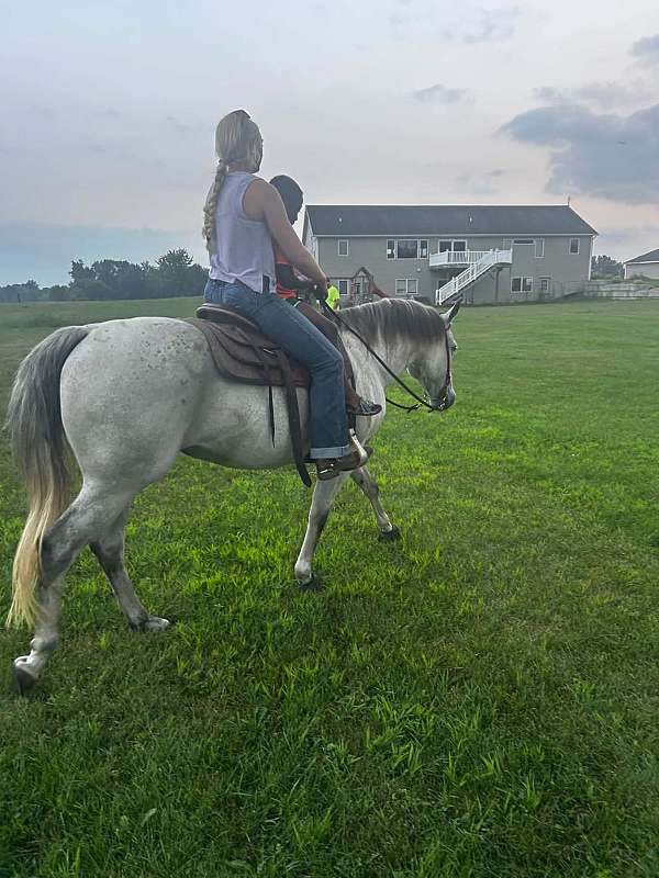 parade-quarter-horse