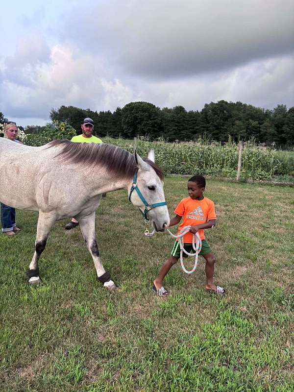 performance-quarter-horse