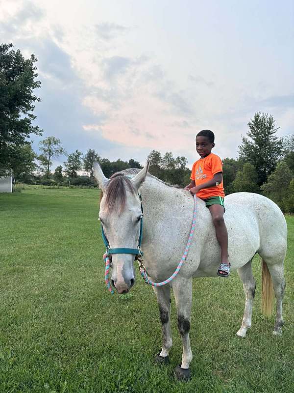 ridden-english-quarter-horse