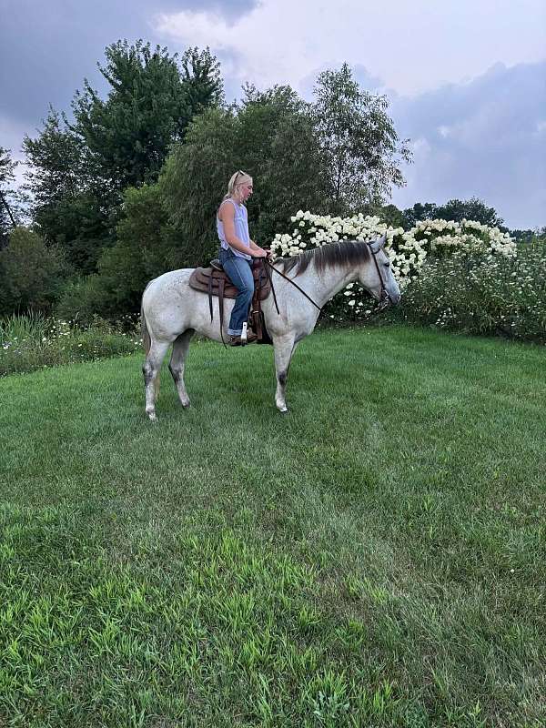 trail-quarter-horse