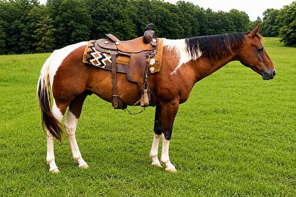all-around-paint-horse